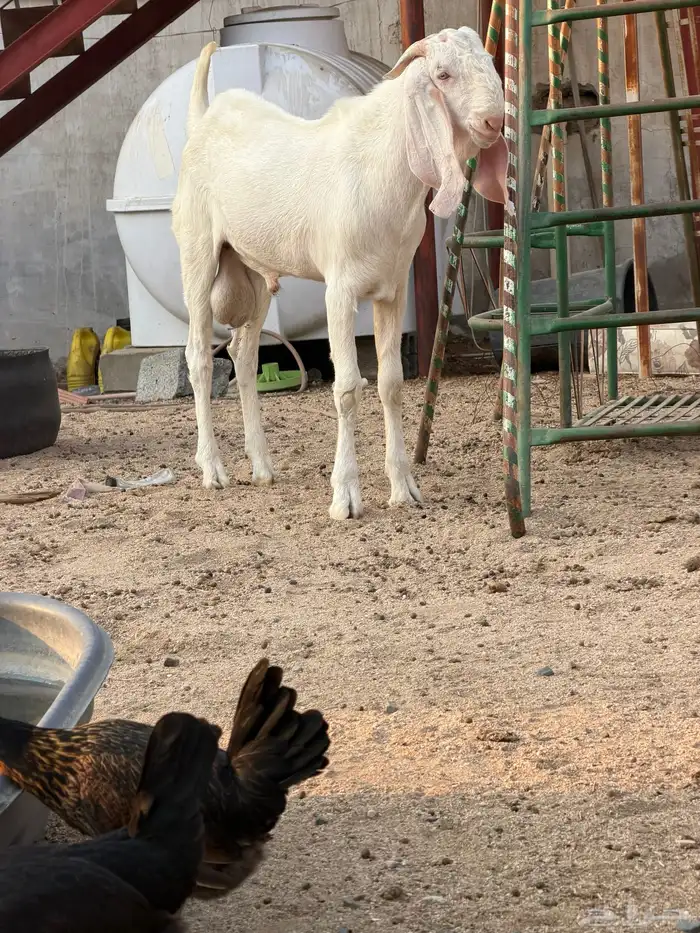 ماعز بنجابي جذع 0