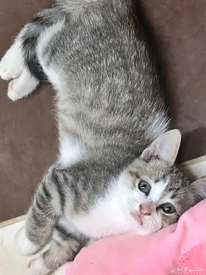 قط صغير لتبني لمن يخاف الله فيه 0