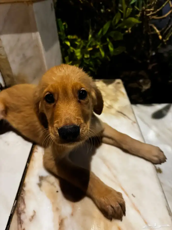 pure golden retriever 17