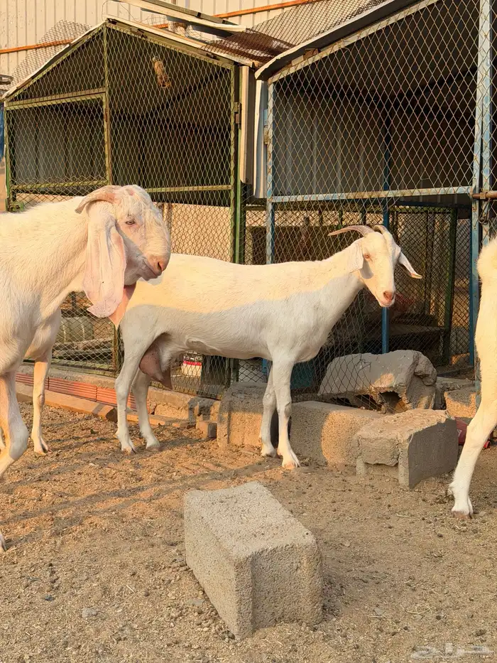 ماعز بنجابي جذع 2