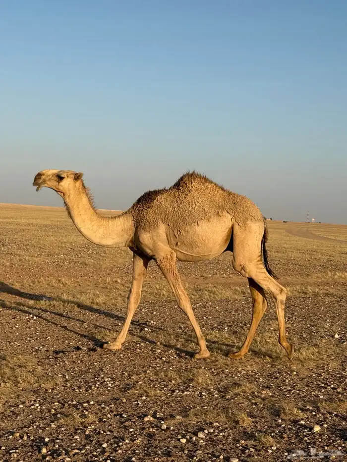 قعود اشقح كفوو 1