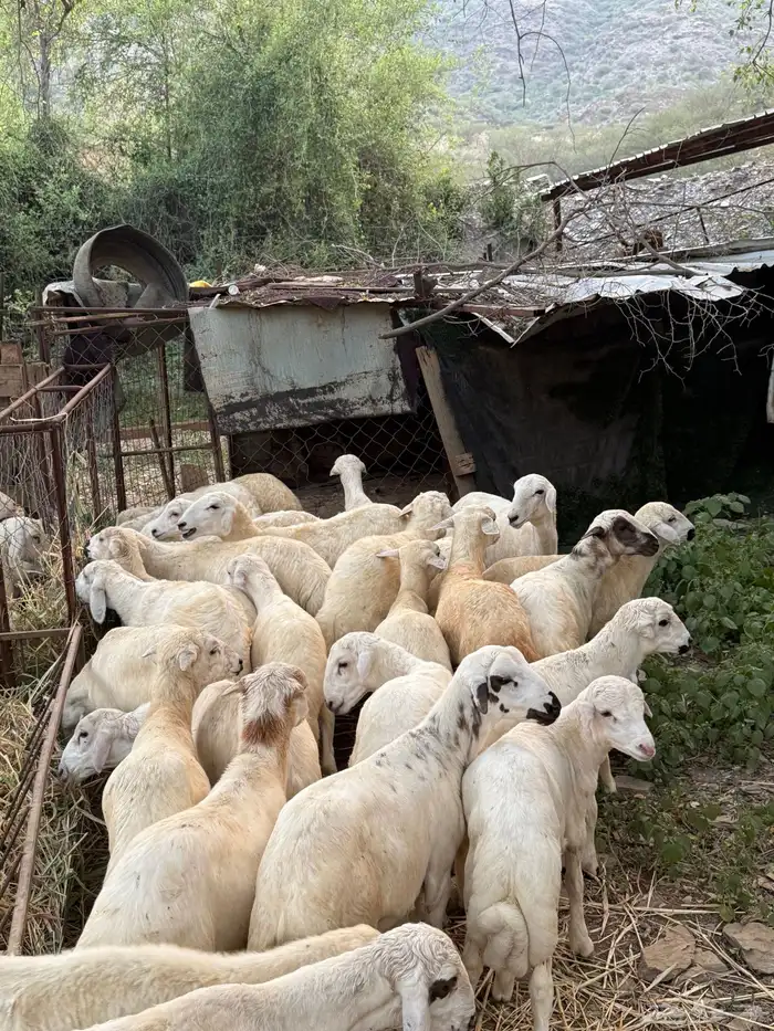 طليان للبيع 2