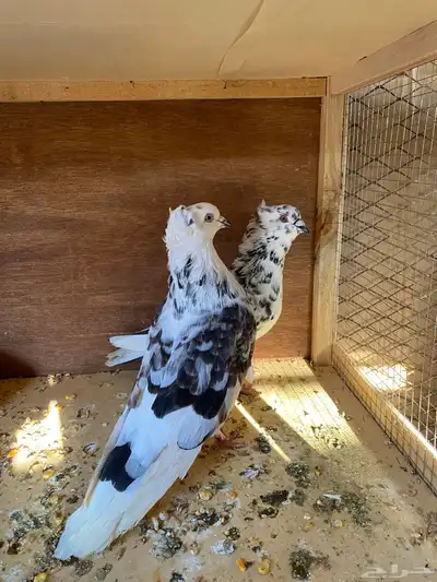 عشه حمام للبيع index