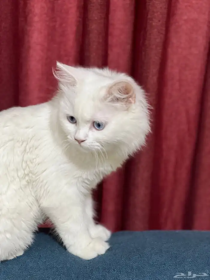 قطه ضايعه لونها ابيض عيونها رزق 1