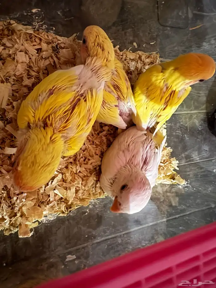 فروخ روز لاتينو ريد فيس عيون حمراء 0