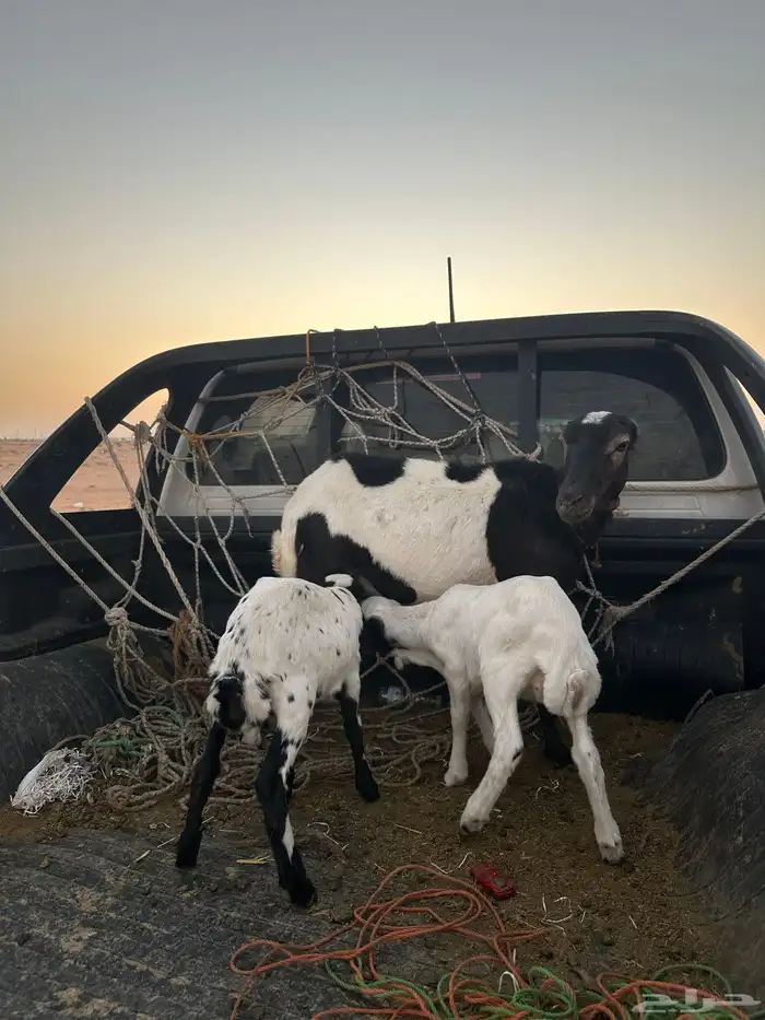 شاه رفيديه معها ثنين 0