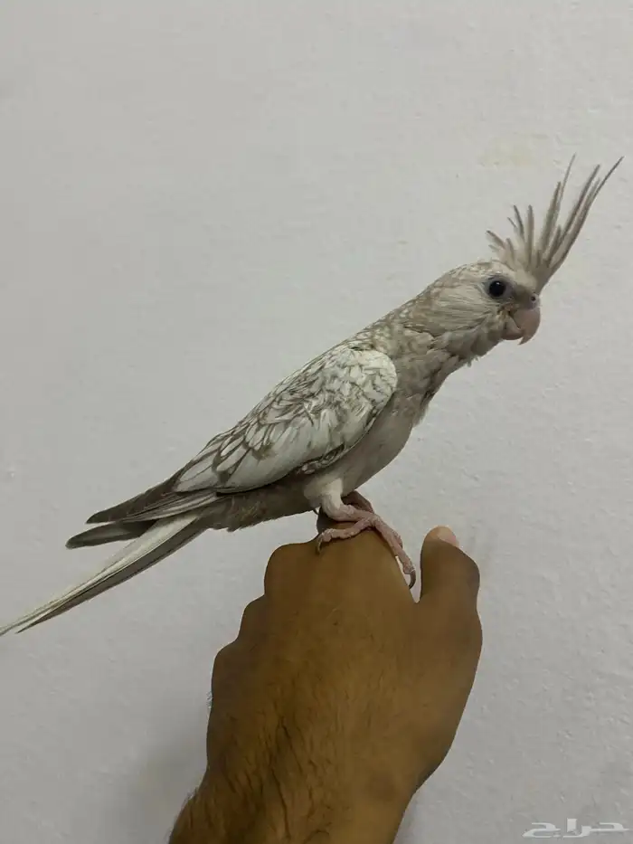 للبيع كروان اليف جدا جدا و مفطوم 0