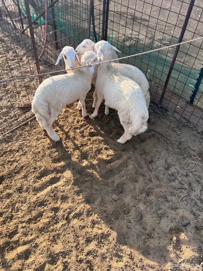 طليان جذعان 0