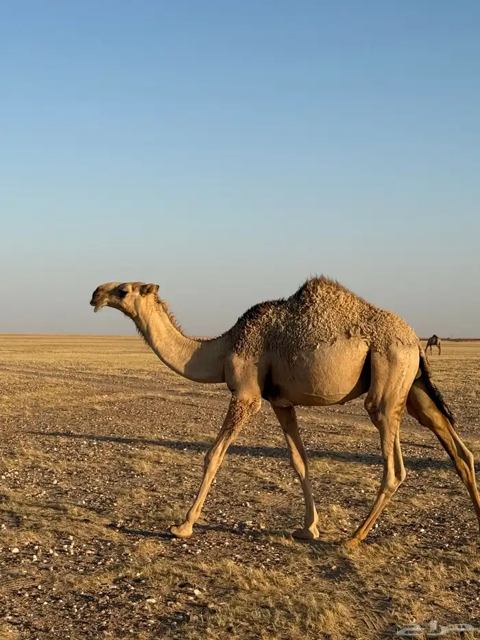 قعود اشقح كفوو 0