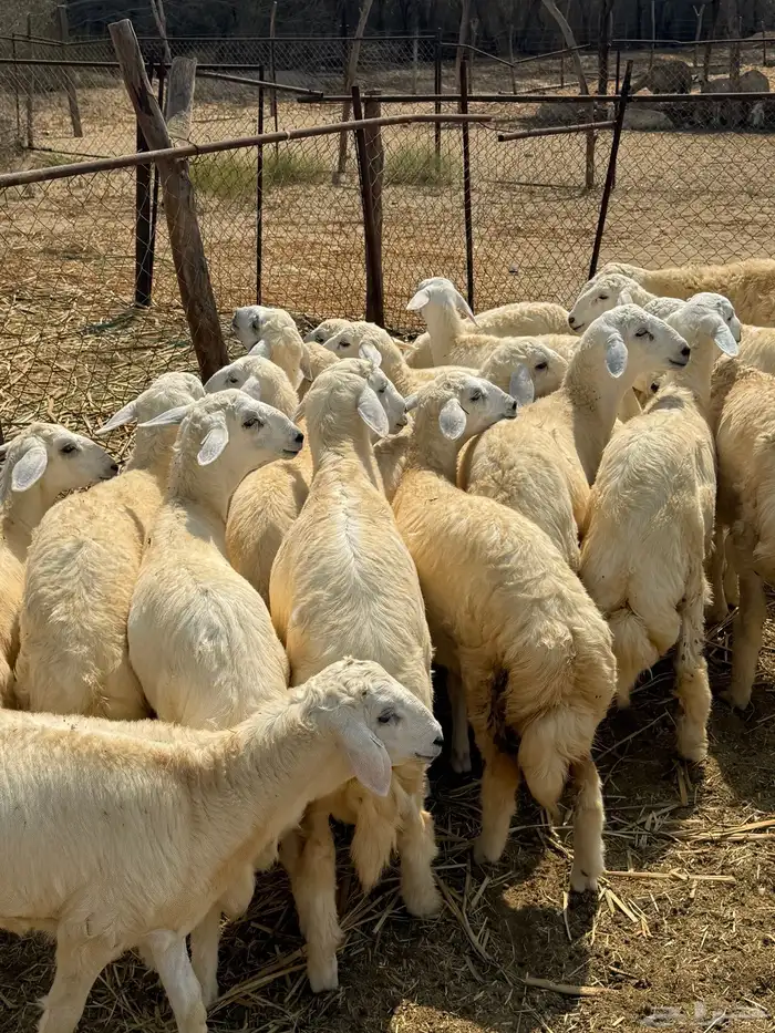 بهم تربيه للبيع 0