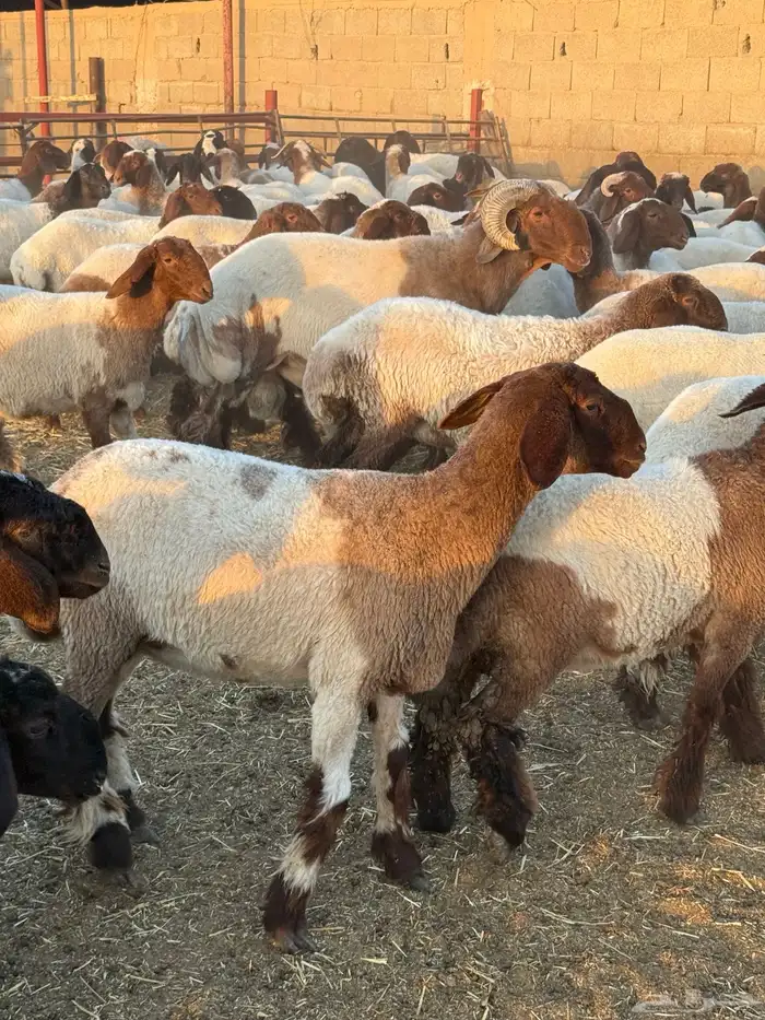 جذعات نعيم 11