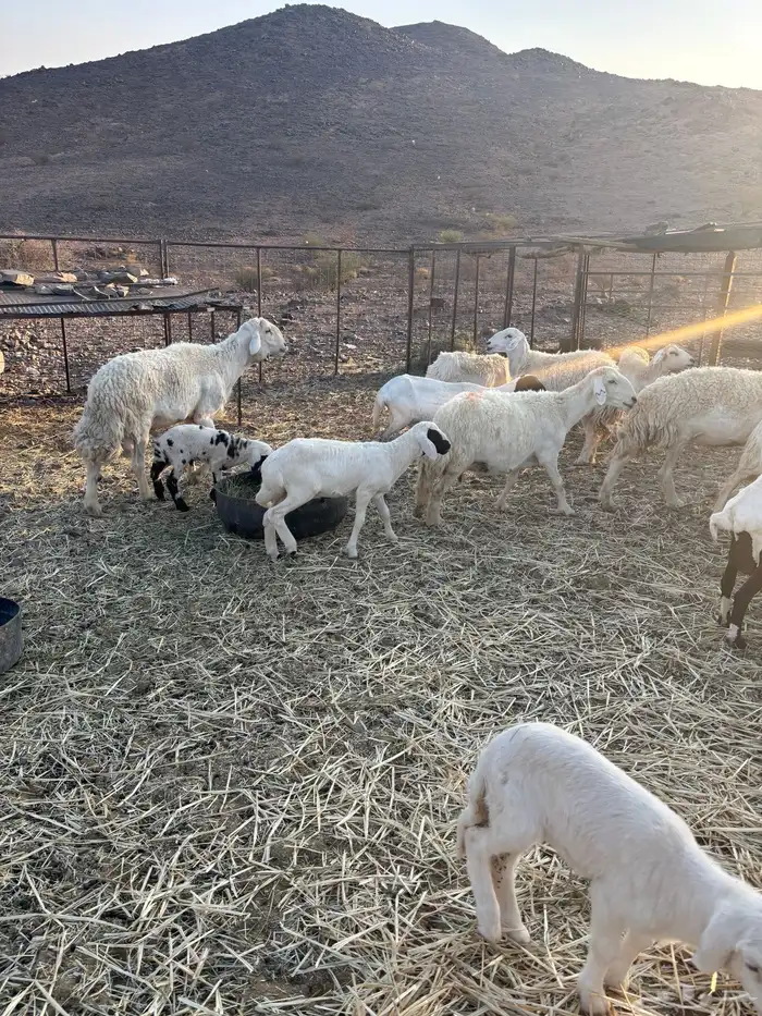 غنم حريه للبيع 2