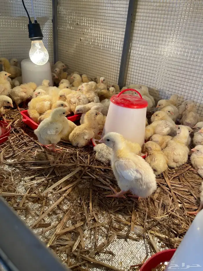 صوص دجاج لاحم 2