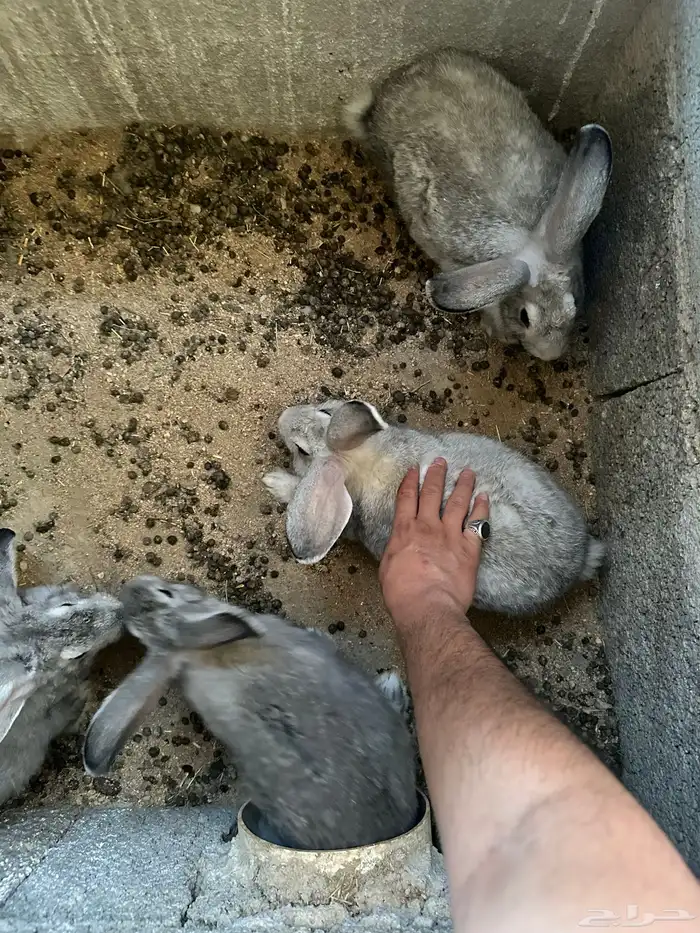 ارانب ذكور للبيع 1