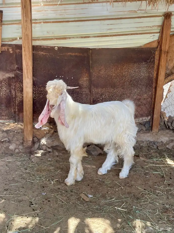 تيس عارضي ابيض 0