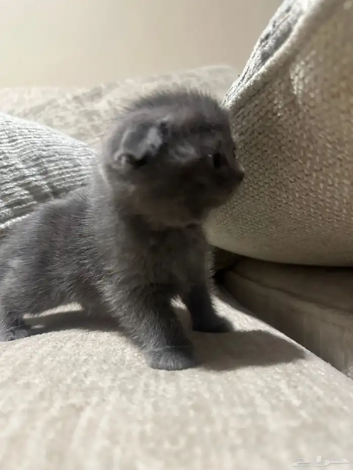 قطط سكوتش للبيع 1