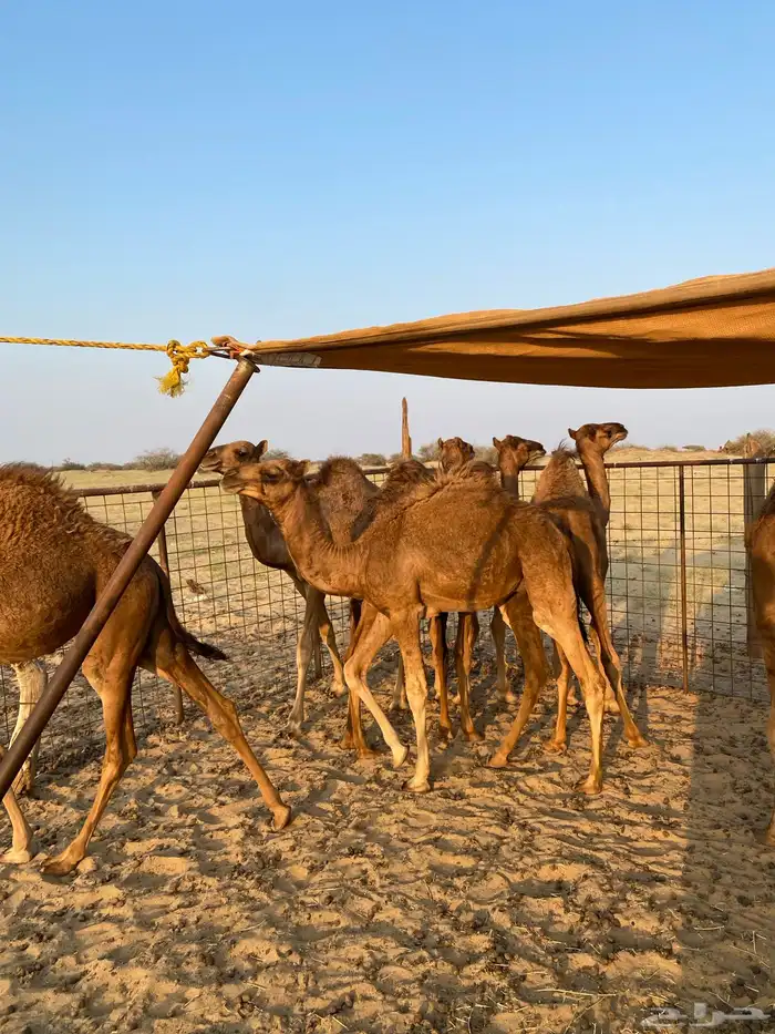 قعدان العدد7 فيها وحدة بكرا 4