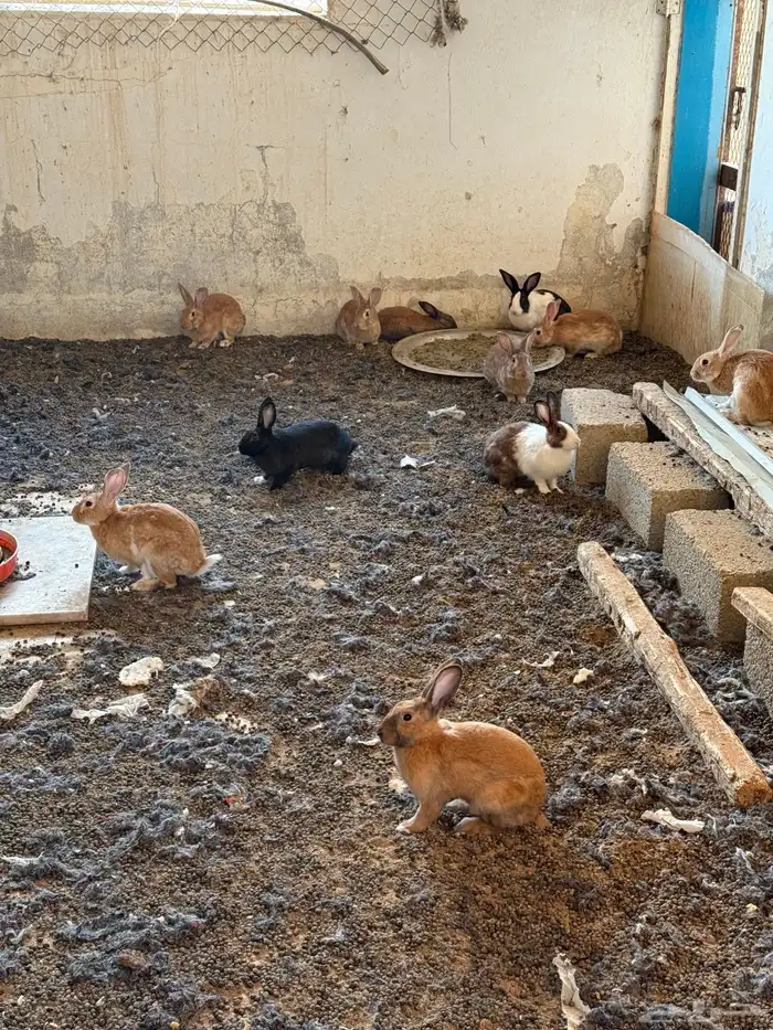 أرنب بلديه للبيع حولي 40 حبه تزود ولا تنقص 1
