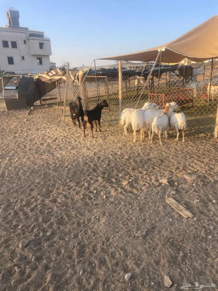 غنم دفيع صمع 1