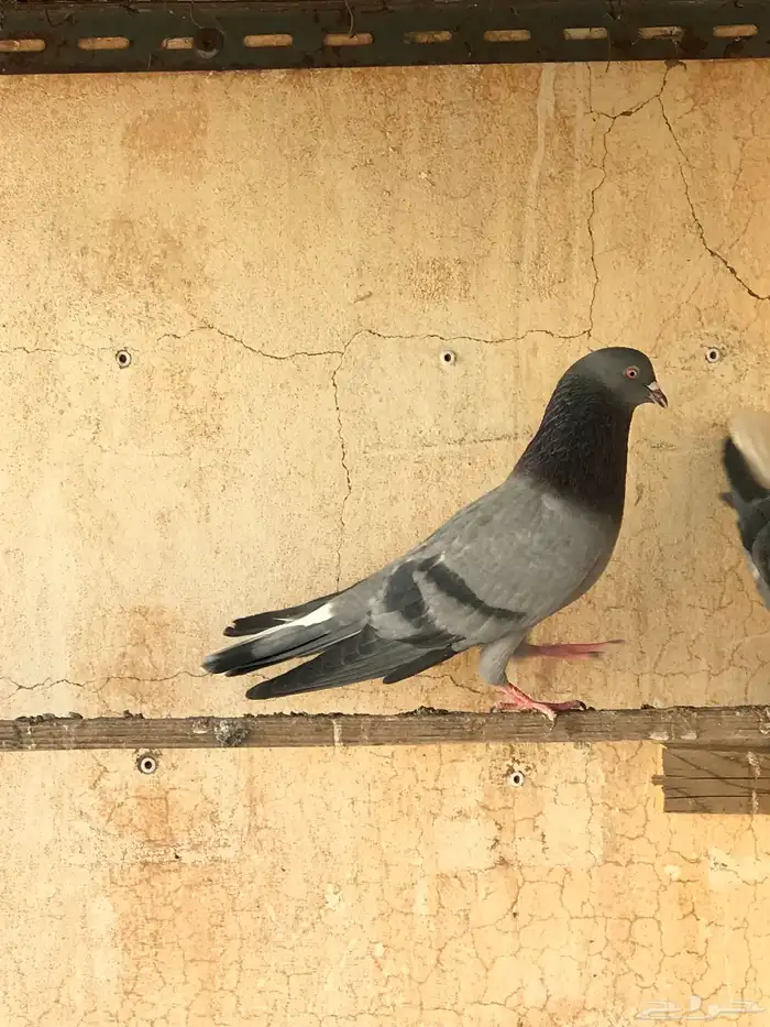 حمام قطيفي   قلابي 25