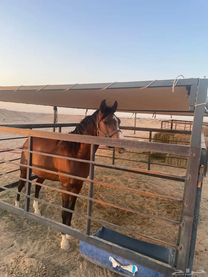 حصان شعبي العمر سنتين وشوي 2