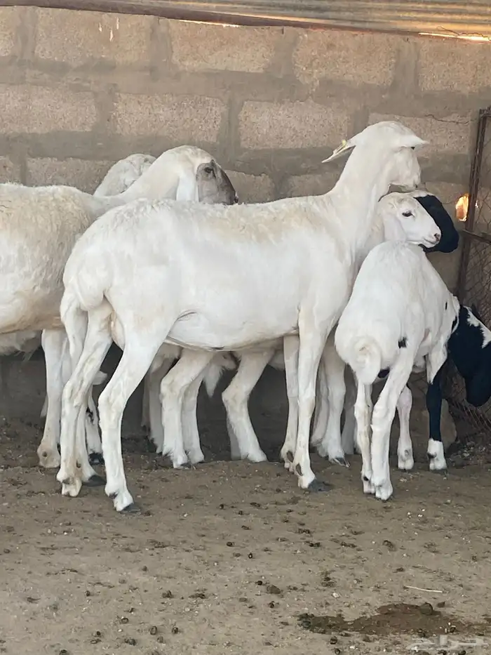 هجين متابيع 1