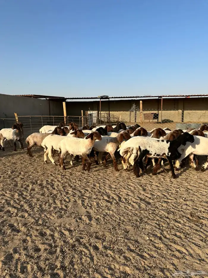 جذعات انعيم طيبه اللبييع 2