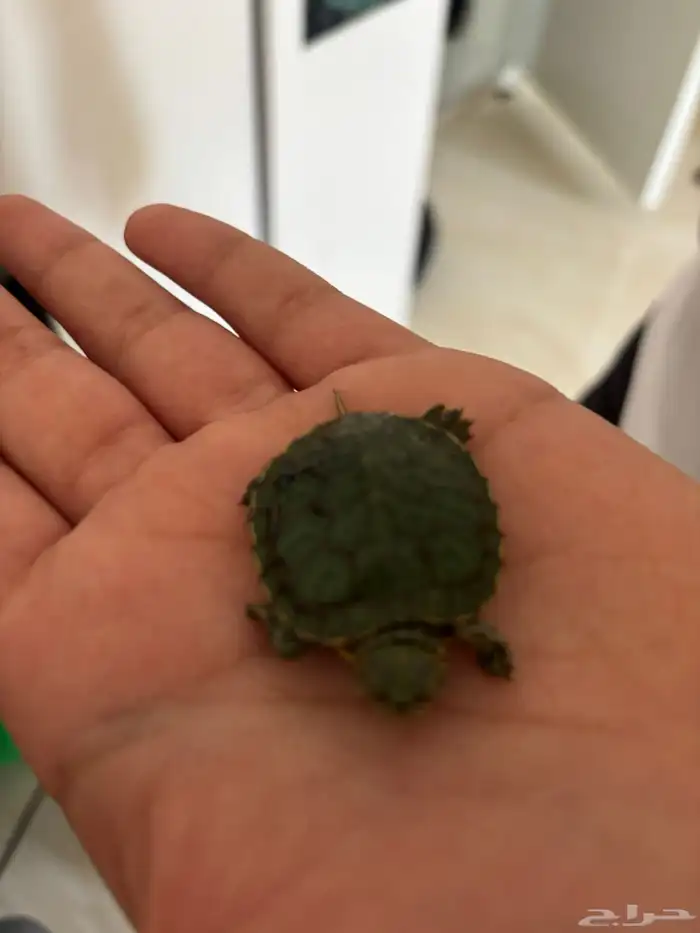 سلحفاة برمائية اليفة 0