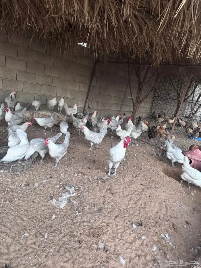 دجاج فيومي المنيوم وشبابي 0