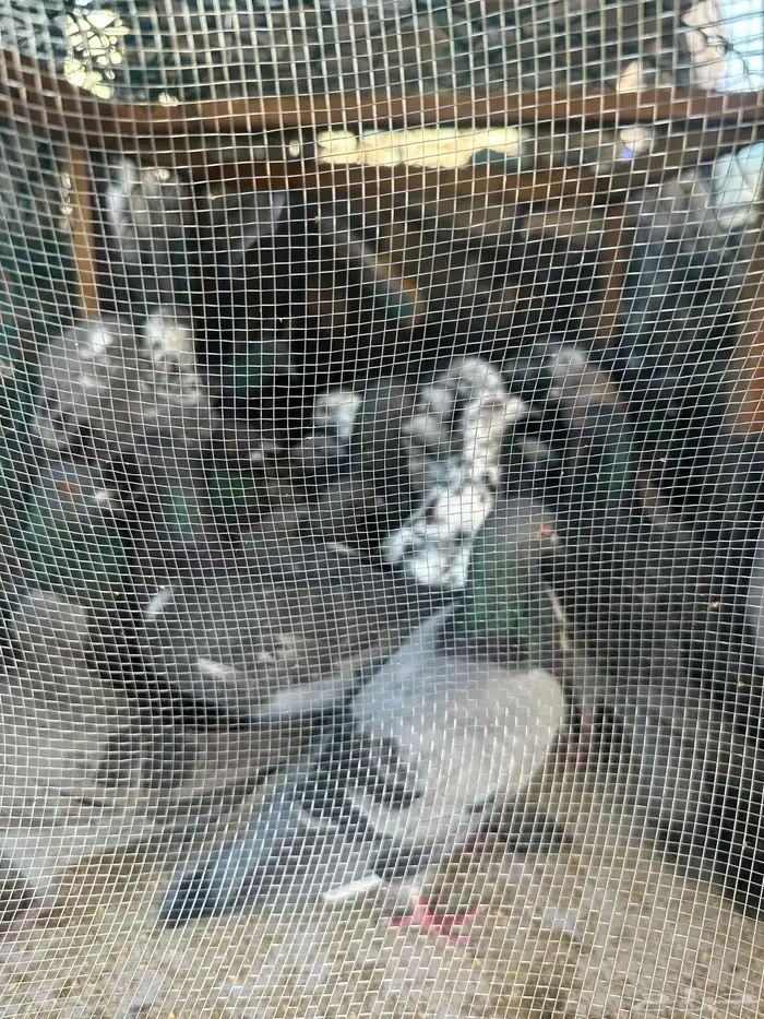 لللبيع حمام بلدي المظيلف 2