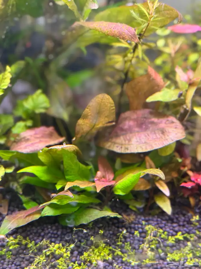 احواض سمك aquarium مزروعة  ونباتات مائية   تصاميم إحترافية 45