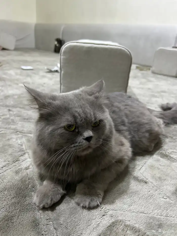 قطو للبيع على السوم 3