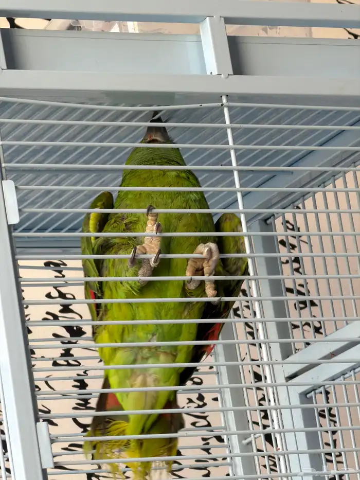 ببغاء امازون متكلم 0