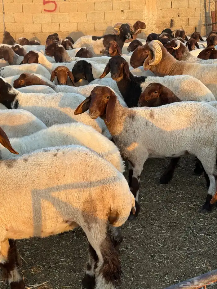 جذعات نعيم 0