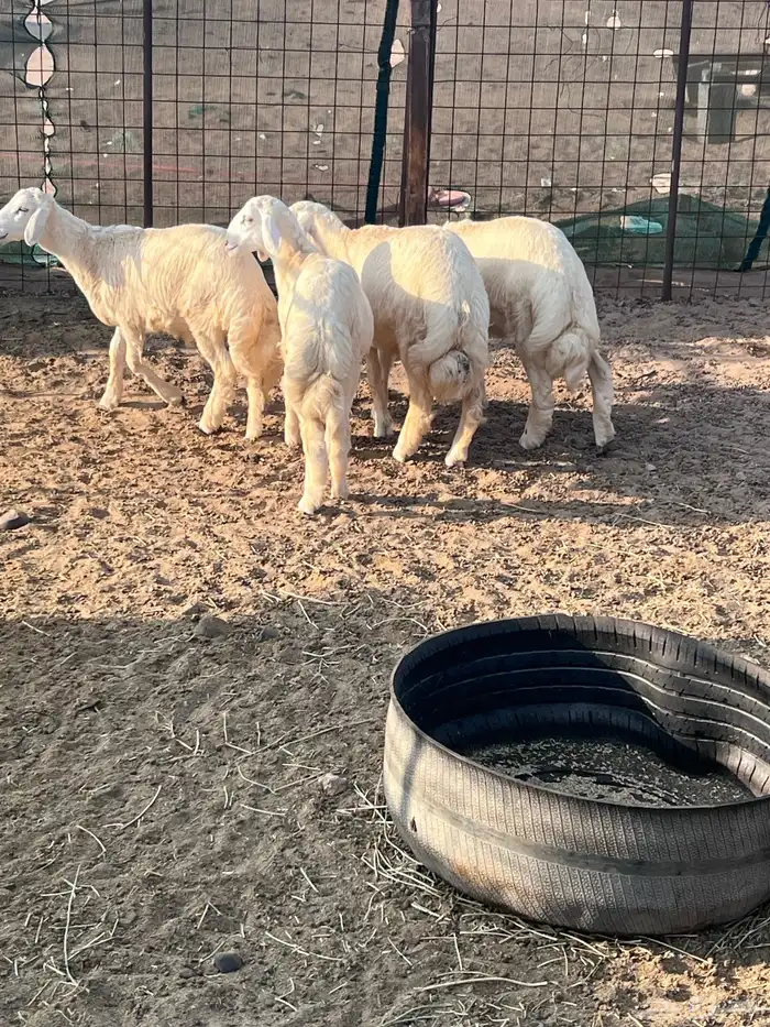 طليان جذعان 17