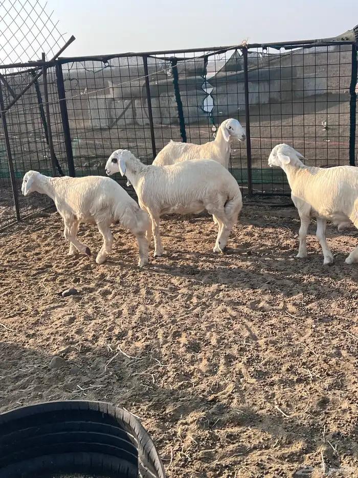 طليان جذعان 10