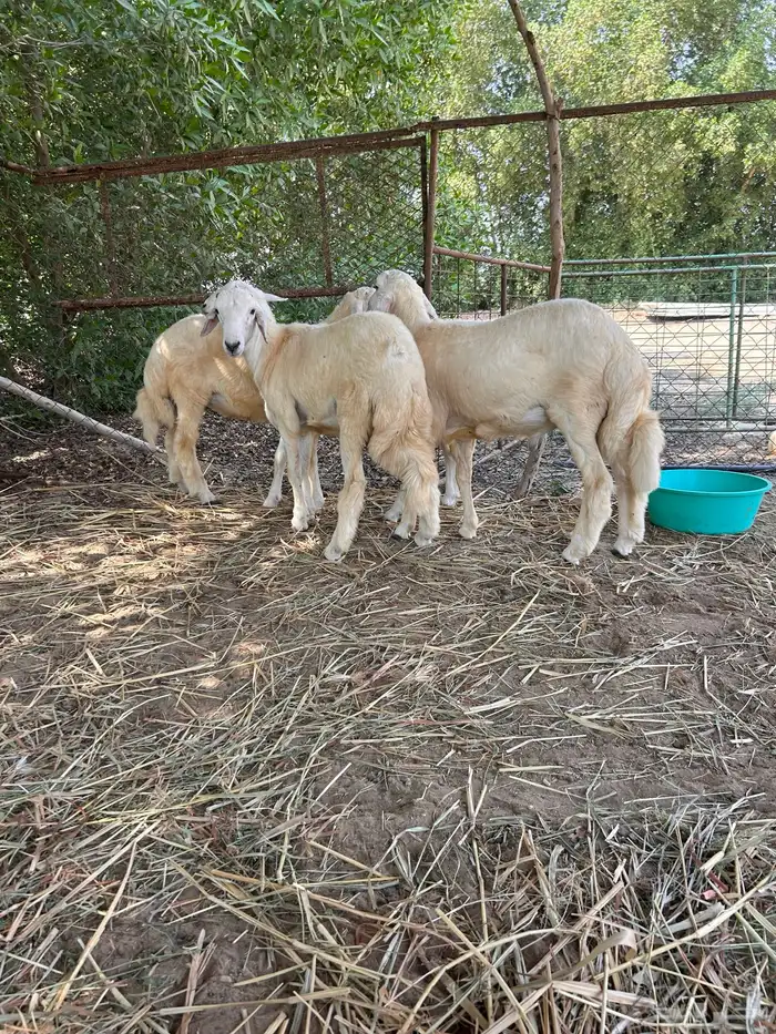 طليان ذبائح للبيع 1