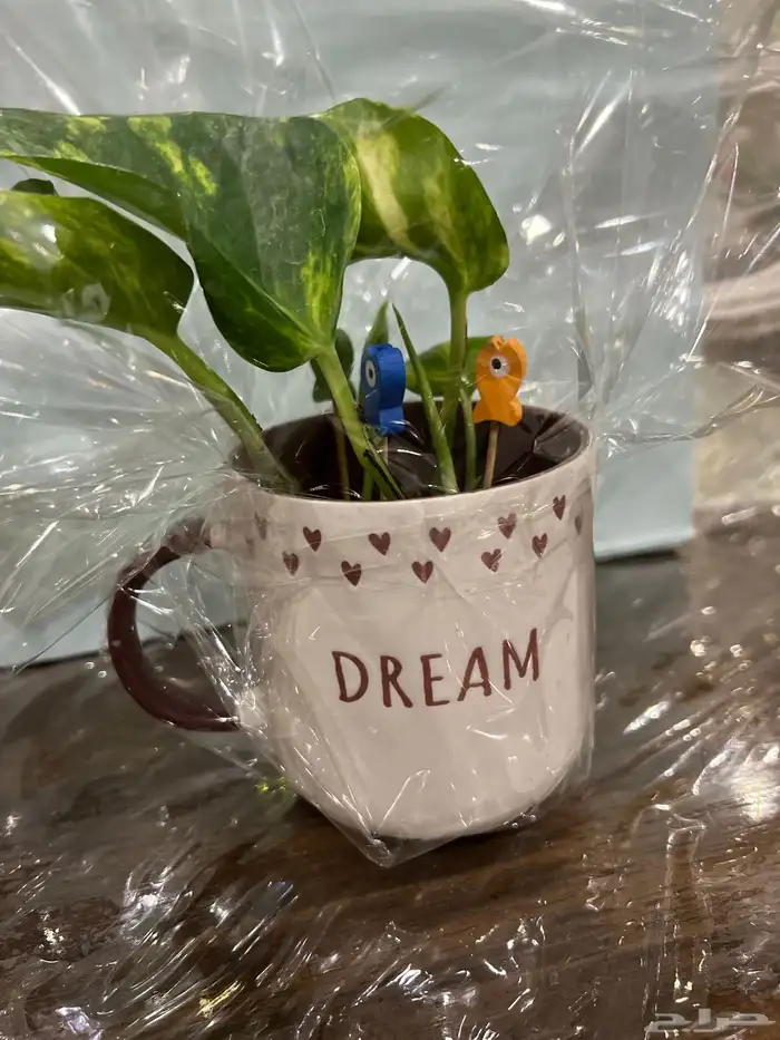 نباتات مشروع جامعي 1