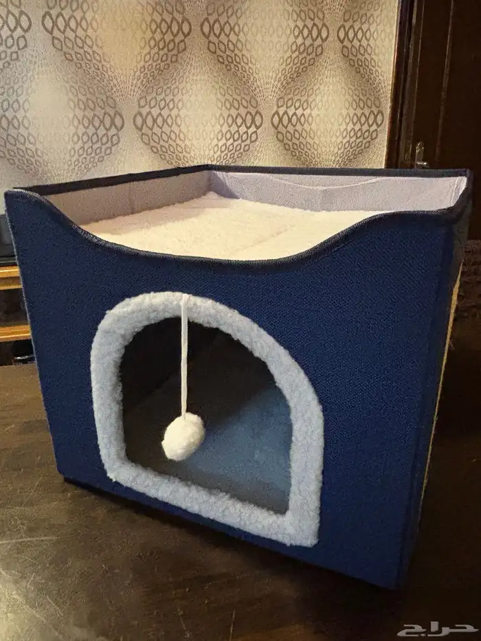 منزل حيوانات أليفة قطط 1