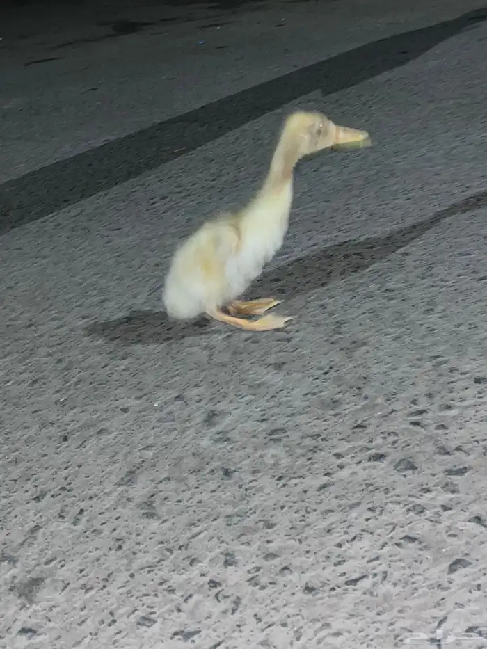 بطة السعر10 حي البوادي لا يدق إلا الصامل ما في توصيل 1