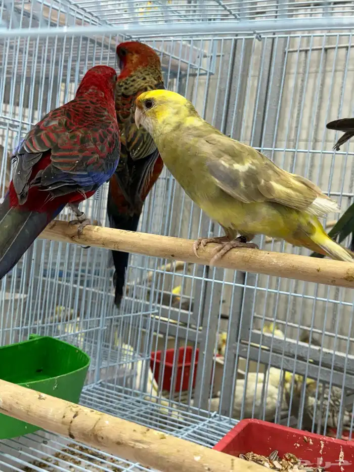 كريمسون روزيلا 2