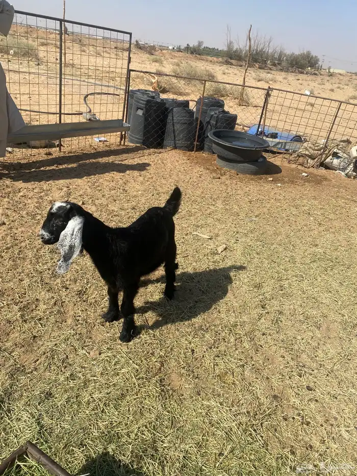 للبيع جفره 0