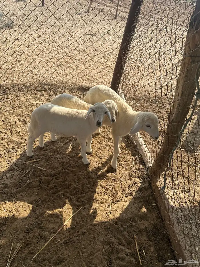 السلام طليان للبيع في اثنين جفران 1