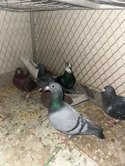 حمام قطيفي وزاجل وقلاب البيع جمله index