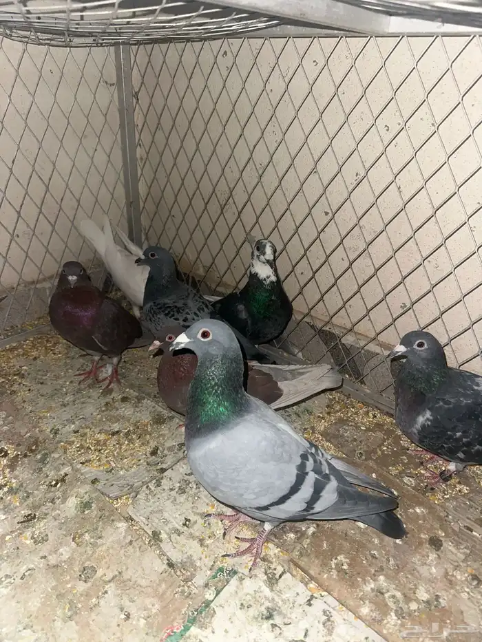 حمام قطيفي وزاجل وقلاب البيع جمله 1