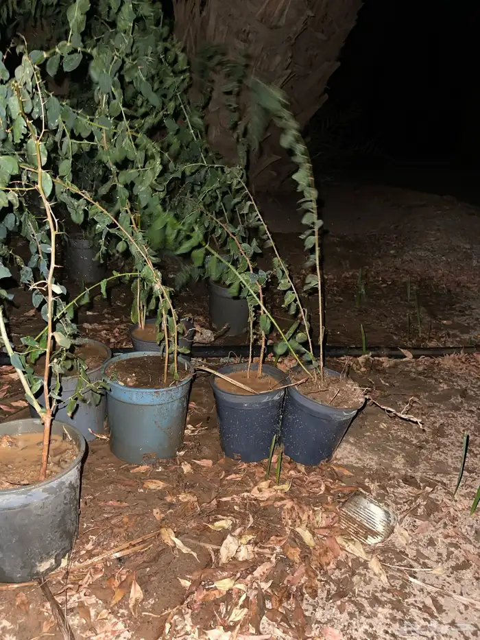 شتلات اشجار سدر كميه محدوده كما هي موضح 0