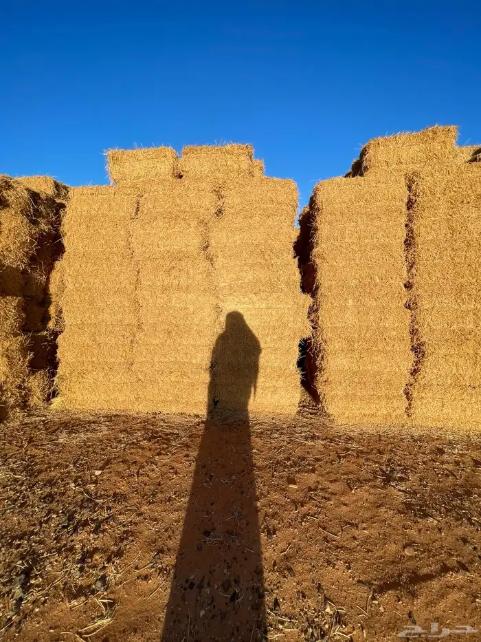 تبن قمح شد متر جندير 4