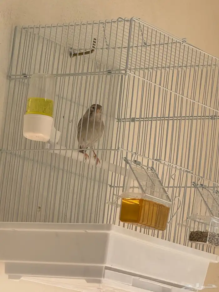 للبيع ذكر كناري اوربي 0