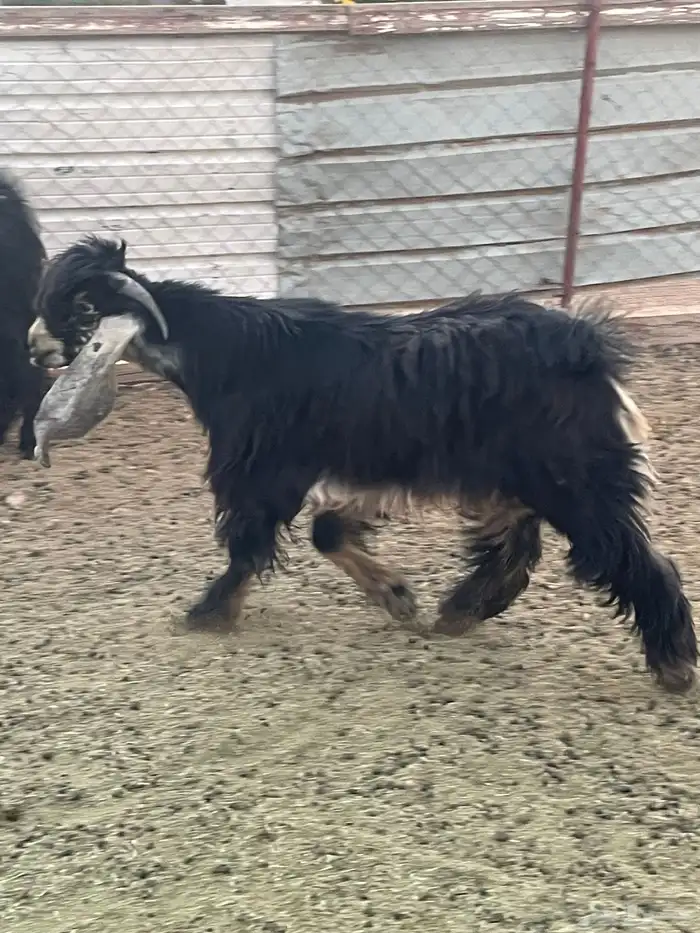 تيس فحل صنف فاخر معرف 1