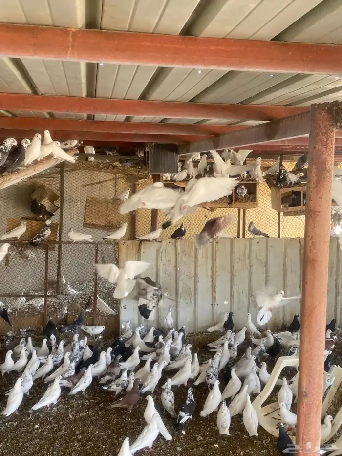 حمام للبيع 0